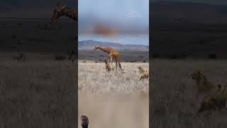 Giraffe vs Lion 🦁 shorts lion giraffe viralvideo viralshorts trending wildlife lionsfight [upl. by Fulmer828]