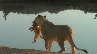 SafariLive August 25 When a lion cub wont listen to mom [upl. by Eineeuq49]