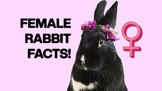 8 Facts about Female Rabbits You Should Know [upl. by Ynnatirb320]