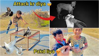 Ring 💍 pigeon pakd liya 🕊️  Raat ko bully pakdne gaye 😲 [upl. by Neellok]