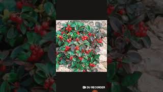 Gaultheria procumbens கோலக்காய்winter greenmedicinal plant series homeo awareness tamil [upl. by Hayikaz]