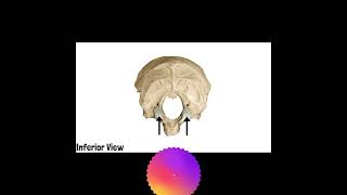 Occipital Bone Anatomy  Cranial Osteology 9 mbbs doctor anatomyandphysiology [upl. by Northey]