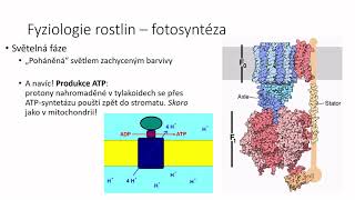 Fotosyntéza a další kapitolky z fyziologie rostlin [upl. by Esinad]