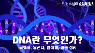 DNA란 무엇인가 mRNA 유전자 염색체 게놈 정리 [upl. by Vaas]