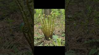 과녁에 명중 관중 Dryopteris crassirhizoma Nakai [upl. by Ditter543]