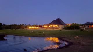 Beautiful View Monwana Lion Pride outside Timbavati Lodge  23 November 2023 [upl. by Swetlana]