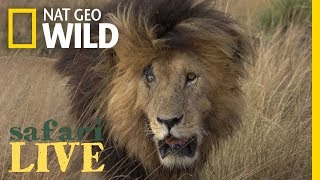 Meet the Lion Named ‘Scarface’ and His Lethal Pride  Nat Geo Wild [upl. by Nauqad]