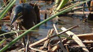 Green Heron demonstrating gular fluttering on a hot day [upl. by Amling]