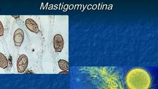 Mastigomycotina classification of fungi  botany [upl. by Mochun775]