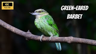 Amazing Birds of Thailand  The Greeneared Barbet  2024 [upl. by Yssac462]