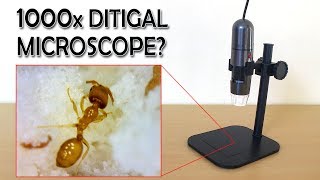 1000x Digital Microscope Review  Sample images  Gearbest [upl. by Knudson604]