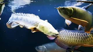 Polypterus Congicus swimming [upl. by Ayrolg]