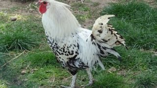 Les animaux de la Ferme des Cèdres Génissieux  Drôme  France [upl. by Bysshe]