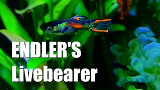 ENDLERS Livebearer  Fantastic NANO Fish  the OTHER Guppy Fish [upl. by May]