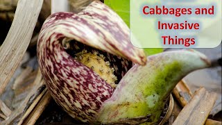 That Skunk Cabbage Video [upl. by Ebocaj]