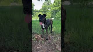 62424 Skid Male Dutch ShepherdPlott Hound Up to Adopt Tishomingo Oklahoma [upl. by Adnohs]