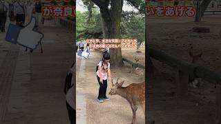 小さな手、大きな笑顔：子どもたちが奈良の鹿におせんべいをあげる  Nara Park deer in japan deerpark japan [upl. by Froehlich493]