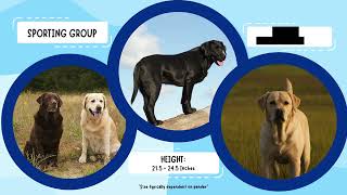 AKC Meet the Breeds with Bailey Labrador Retriever [upl. by Nivi]