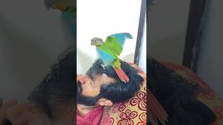 വഴക്കാളി മിട്ടു petbirds birds love petshorts mittuparrot birdslover [upl. by Laerdna]