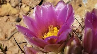 111 Sclerocactus amp Chamaechaenactis of Central Utah [upl. by Ottilie]