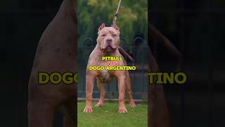 Pitbull vs Dogo Argentino 🥊  पिटबुल और डॉगो अर्जेंटिनो का मुकाबला 🐶 [upl. by Adlih]