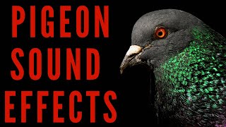 PIGEON SOUND EFFECTS  How Does Pigeon Sounds  maktubytv [upl. by Vachell]