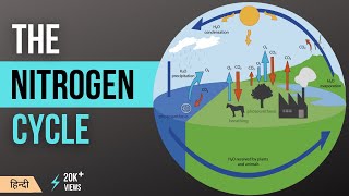 Complete Nitrogen Cycle With Diagram  UrduHindi [upl. by Asiluj100]