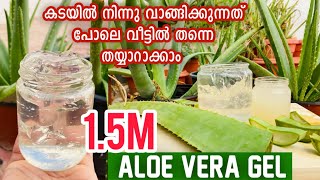 Aloe Vera Gel കറ്റാർവാഴ ഇനി വീട്ടിൽ ഉണ്ടാക്കാം How To Make Aloe Vera Gel at Home [upl. by Cormier]