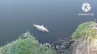 urgente puente lago en chivilcoy [upl. by Simmie215]