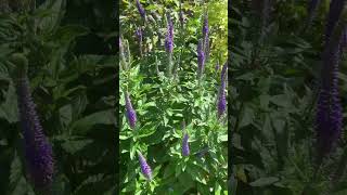 Gorgeous Veronica spicatacolorpurpleflowers salvia [upl. by Sylas]