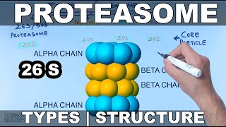 Proteasome  Types and Structures [upl. by Burkhardt486]