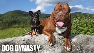 Hulk amp The Chihuahua With The Pit Bull Attitude  DOG DYNASTY [upl. by Razal]