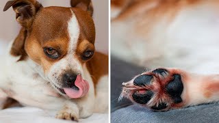 This Is Why Your Dog Is Always Licking His Paws [upl. by Nabila]