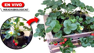 🔴BIO  Huerta en Cajón Frutillas  Fresas [upl. by Geraldina]