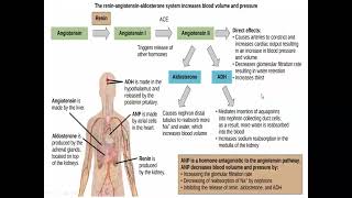 Congenital Adrenal Hyperplasia [upl. by Race]