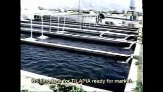 002 INTENSIVE TILAPIA FARMING  Coachella Valley Cal USA [upl. by Culbertson]