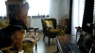 Basset hounds howling with Mishka HD [upl. by Cassius32]