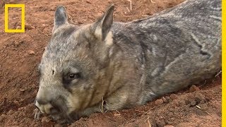 Connaissezvous le mystérieux wombat petit marsupial dAustralie [upl. by Illona]