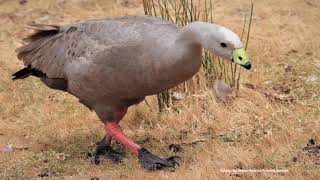 Som do Ganso Cereopsis  Ganso Australiano  Cape Barren Goose [upl. by Tisdale976]