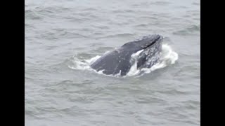 Whales in Pacifica [upl. by Oirtemed]