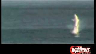 Caught On Tape Amazing Spinner Shark Jumps Out of water Florida [upl. by Berton]