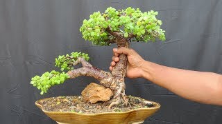 Jade Bonsai How to Create Thick Trunk [upl. by Anehsuc]