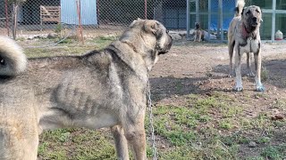 KANGAL HAYDUT VE RAMBO NUN HÜSÜMETİ BİTMİYECEK [upl. by Ariamat]