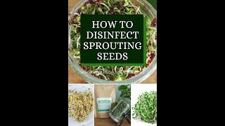 How to clean your sprouting seeds [upl. by Auqinahs239]