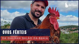 Começou a temporada de OVOS FÉRTEIS e tem ovos de Galinha Balão disponível  E36 [upl. by Akenahc733]