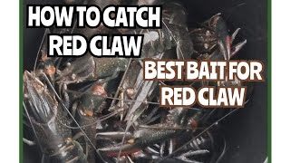 How to catch red claw  Best bait for red claw  Boondooma Dam  Australia [upl. by Avir798]