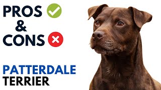 Patterdale Terrier Pros and Cons  Patterdale Terrier Advantages and Disadvantages [upl. by Dardani]