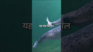 Narwhal के सींघ के बारे में आपको ये नहीं पता होगा 😱 [upl. by Lina874]