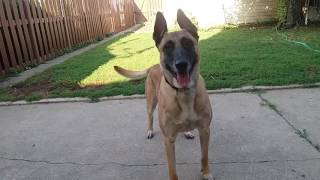 Before You Get A Belgian Malinois WATCH THIS [upl. by Ennaitak]