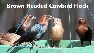 Brown Headed Cowbird Flock  Mini Documentary [upl. by Tobit909]